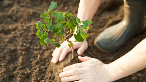 🌱 Záhrada a pestovanie