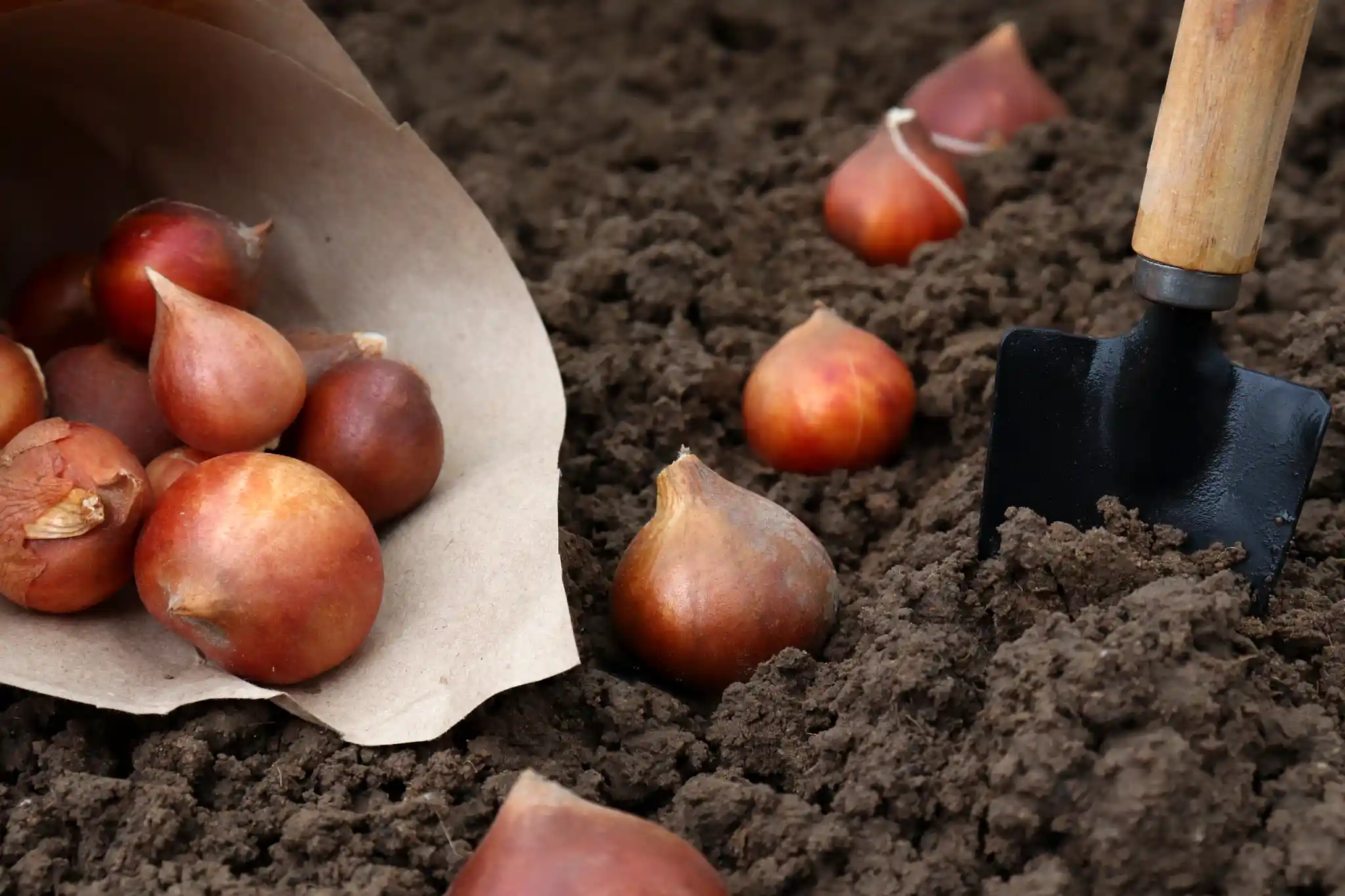 🌱 Záhrada a pestovanie