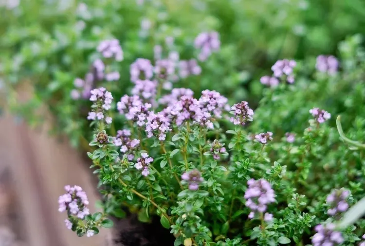 🌱 Záhrada a pestovanie