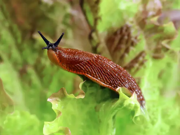 🐌 Škodcovia a problémy
