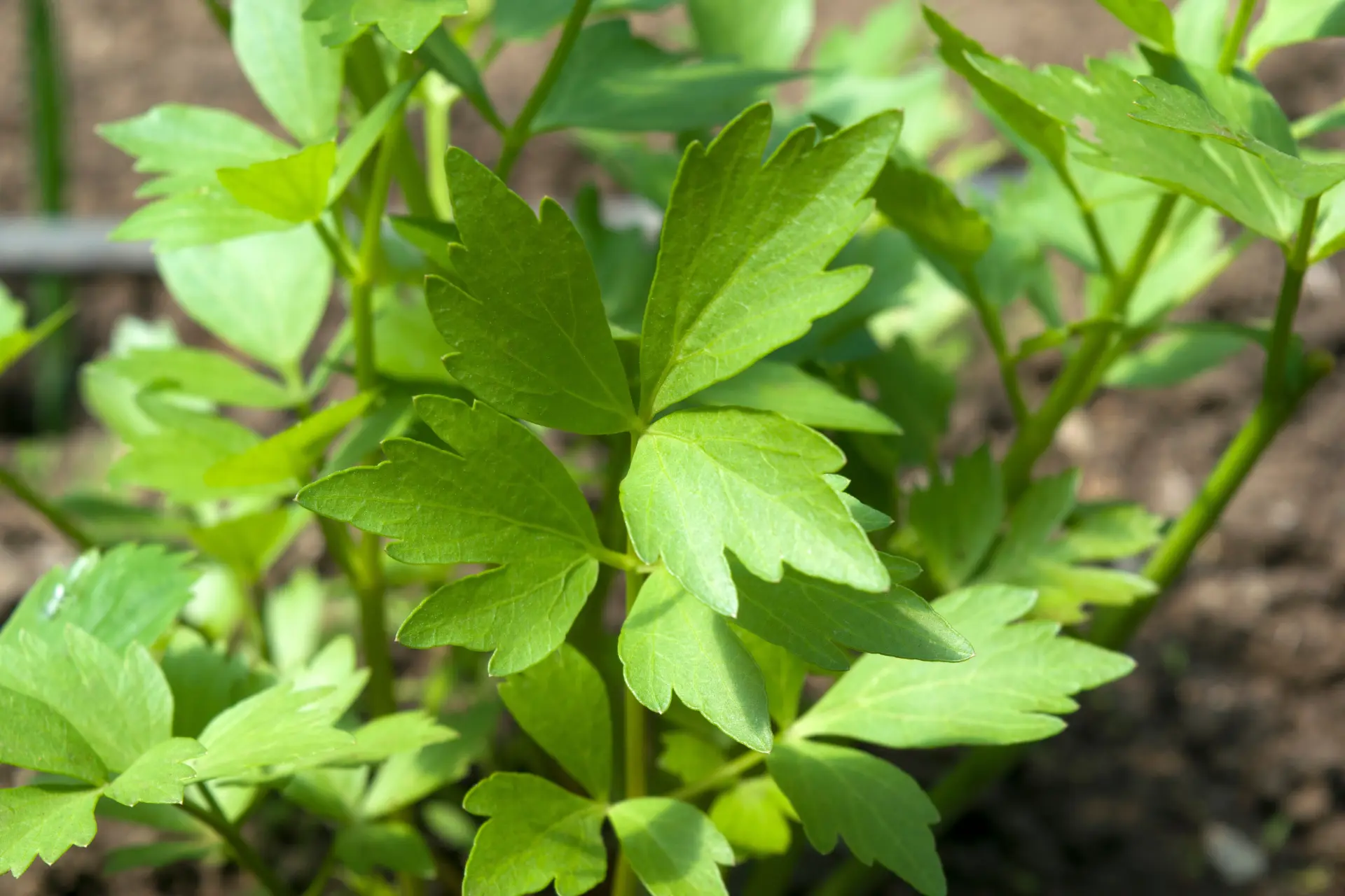 🌱 Záhrada a pestovanie