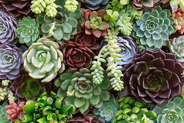 🌱 Záhrada a pestovanie