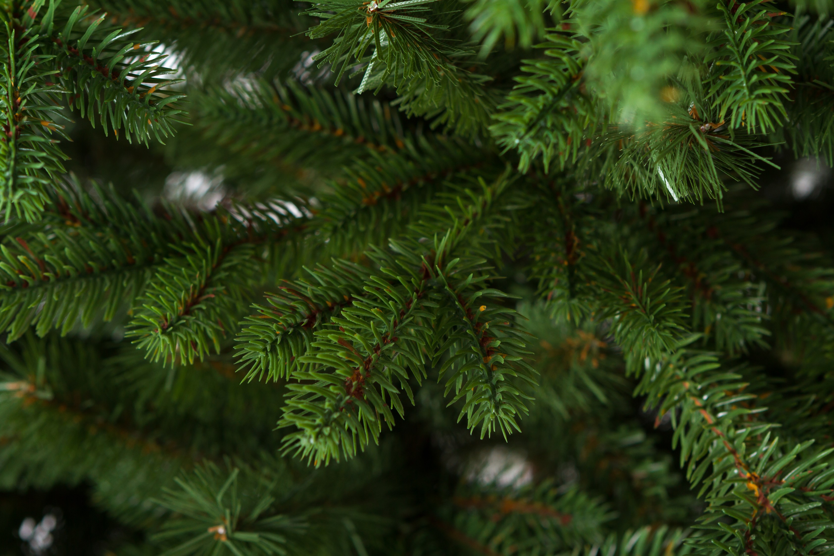 Smrek Vihorlat 3D LUX XXL 250 cm – umelý vianočný stromček