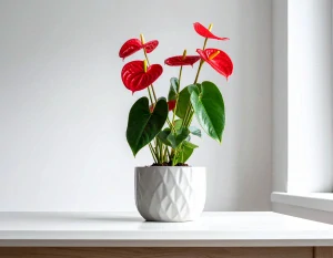 Anthurium / Antúria zdobená v keramickom kvetináči